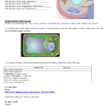Basic Animal And Plant Cell Structure Also Cells Alive Plant Cell Worksheet Answer Key