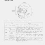 Best Cell Cycle Labeling Worksheet Answers  Premium Worksheet In Cellular Transport And The Cell Cycle Worksheet