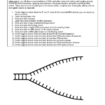Best Solutions Of Dna Replication Worksheet Answer Key Biology Kidz With Dna Coloring Worksheet Key