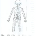 Best Solutions Of Human Body Systems Worksheets Elementary For Human With Regard To Human Body Worksheets