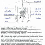 Best Solutions Of Human Digestive System Worksheet Kidz Activities Also Digestive System Worksheet Answer Key
