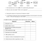 Best Solutions Of Mitosis Worksheet Cells Photosynthesis Mitosis For Photosynthesis Worksheet Middle School
