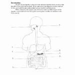 Best Solutions Of The Human Digestive System Worksheet Answers In The Human Digestive Tract Worksheet Answers