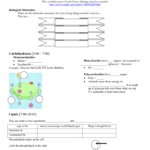 Biological Molecules You Are What You Eat Homework Assignment In Biological Molecules Worksheet