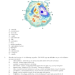 Biology 12  The Cell – Review Worksheet Regarding Cell Review Worksheet