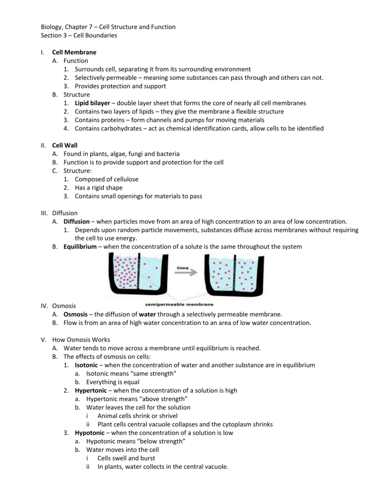 Biology Chapter 7 – Cell Structure And Function Section 3 – Cell With Chapter 7 Cell Structure And Function Worksheet Answers