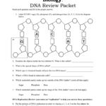 Biology Dna Review Packet Along With Dna Review Worksheet