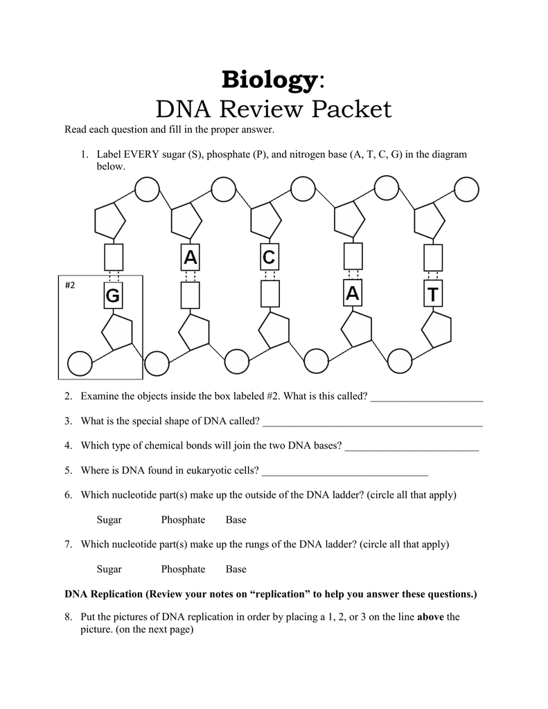 Biology Dna Review Packet Along With Dna Review Worksheet