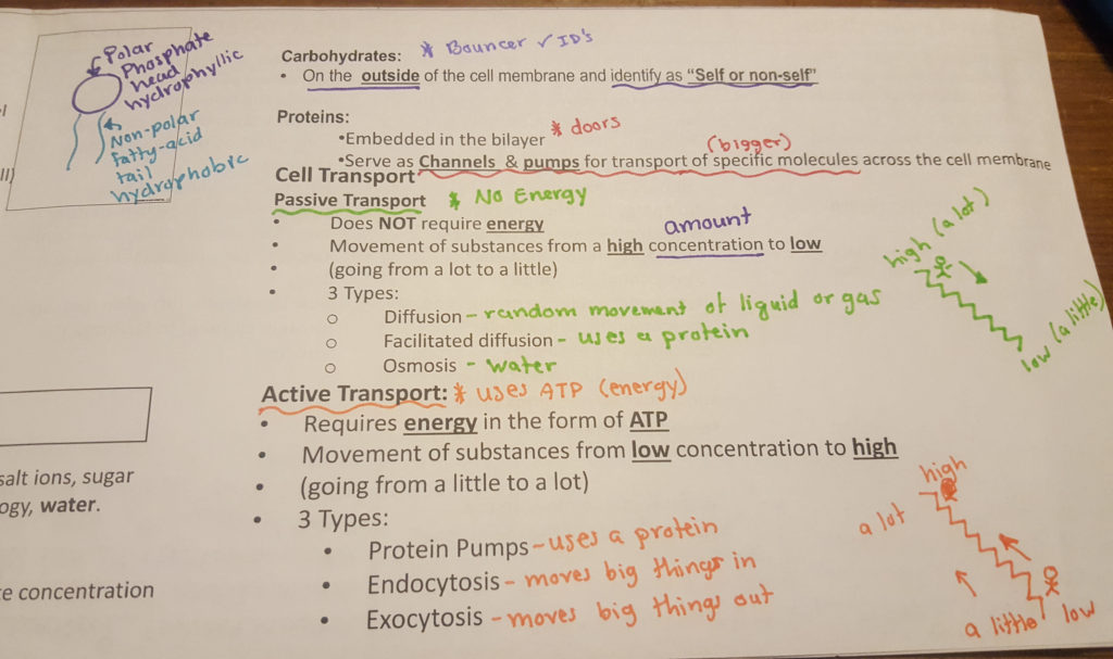 Biology Notes Helpful Documents for Amoeba Sisters Video Recap