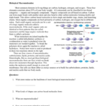 Biomacromolecules Worksheetdoc And Biological Macromolecules Worksheet