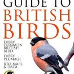 Birds Archives   Hoopoe   A Blog By Nhbs Along With British Bird List Spreadsheet