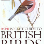 Birds Archives   Hoopoe   A Blog By Nhbs In British Bird List Spreadsheet