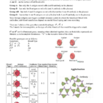 Blood Type Punnett Square Practice As Well As Blood Types Worksheet Answers