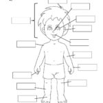 Body Partswith Video  Interactive Worksheet In Body Image Worksheets
