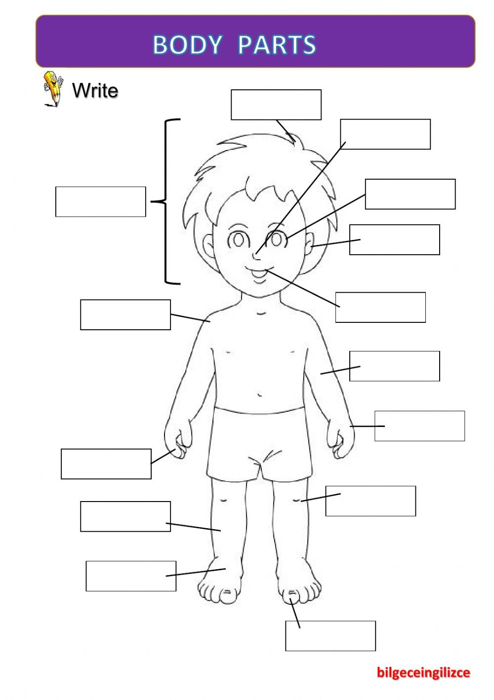 Body Partswith Video  Interactive Worksheet Inside Parts Of A Check Worksheet