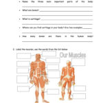Bones And Muscles Worksheet  Free Esl Printable Worksheets Made As Well As Muscle Worksheets For Kids