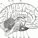 Brain Anatomy Coloring Book  Human Anatomy Diagram  Coloring Home As Well As Brain Coloring Worksheet