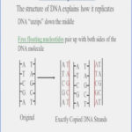 By Using This Dna Molecule Of Heredity Worksheet You Will Be Regarding Dna The Molecule Of Heredity Worksheet