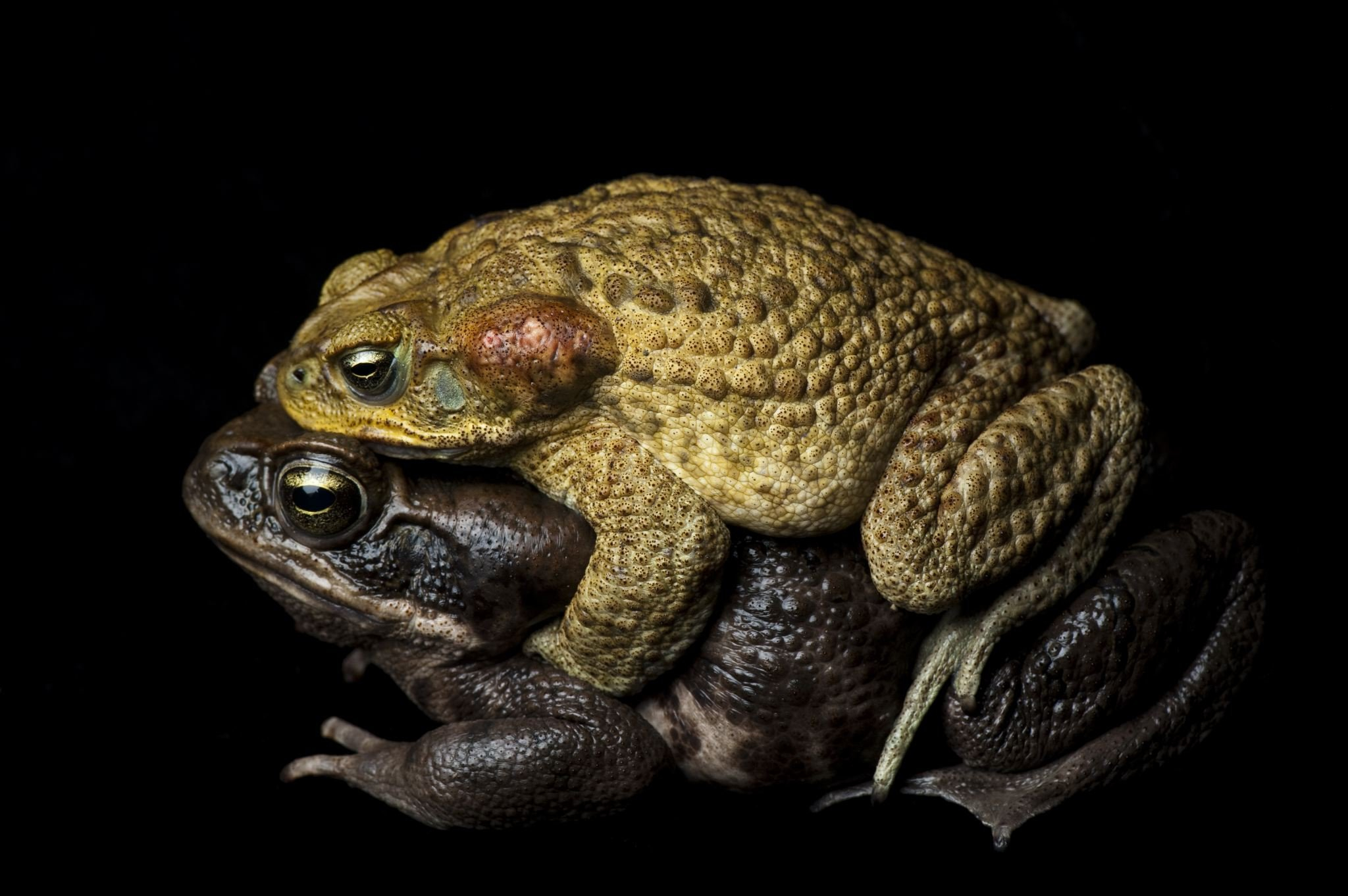 Cane Toad  National Geographic With Cane Toads Video Worksheet Answers