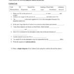 Carbon Cycle Also Carbon Cycle Worksheet Answers