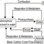 Carbon Cycle Diagram And Carbon Cycle Worksheet