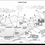 Carbon Cycle Drawing At Paintingvalley  Explore Collection Of Together With Carbon Cycle Worksheet