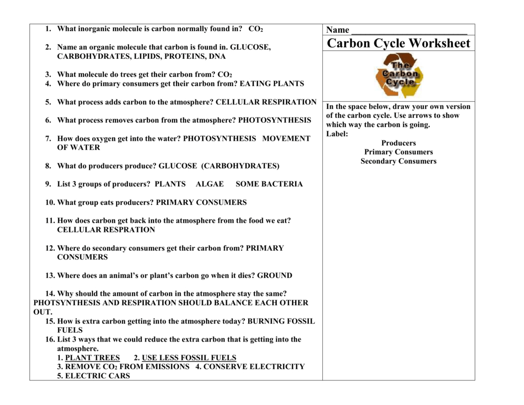 Carbon Cycle Worksheet As Well As Water Carbon And Nitrogen Cycle Worksheet Answers