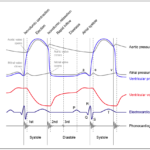 Cardiac Cycle And The Human Heart Grade 9 Understanding For Igcse In Heart Valves And The Cardiac Cycle Worksheet Answers