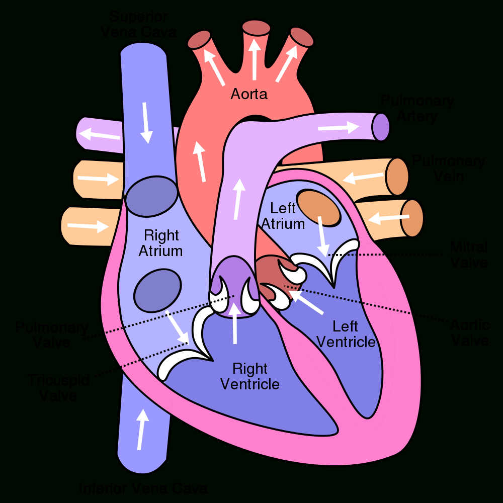 Cardiac Cycle And The Human Heart Grade 9 Understanding For Igcse Or Heart Valves And The Cardiac Cycle Worksheet Answers
