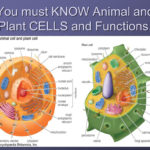 Cell And Their Organelles  Ppt Video Online Download In Cells And Their Organelles Worksheet