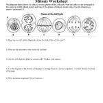 Cell Cycle And Cancer Worksheet Answers  Briefencounters As Well As The Cell Cycle And Cancer Worksheet