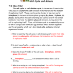 Cell Cycle And Mitosis Packet Within Mitosis Worksheet Phases Of The Cell Cycle Answers