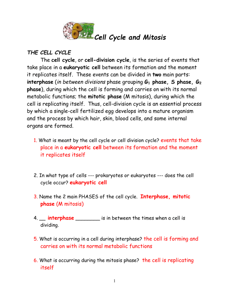 Cell Cycle And Mitosis Packet Within Mitosis Worksheet Phases Of The Cell Cycle Answers