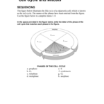 Cell Cycle And Mitosis Sequencing For Cell Cycle And Mitosis Worksheet