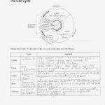 Cell Cycle And Mitosis Worksheet Answer Key  Briefencounters With Regard To Cell Cycle Coloring Worksheet Answer Key
