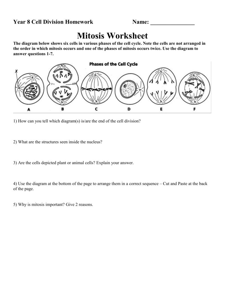 Cell Cycle And Mitosis Worksheet Answers  Briefencounters Along With Phases Of Meiosis Worksheet