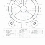 Cell Cycle Drawing Worksheet At Paintingvalley  Explore And Cell Cycle Coloring Worksheet