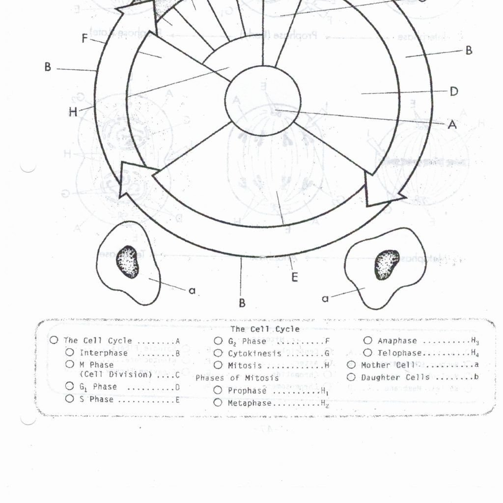 Cell Cycle Drawing Worksheet At Paintingvalley  Explore And The Cell Cycle Coloring Worksheet