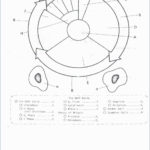 Cell Cycle Drawing Worksheet At Paintingvalley  Explore For The Cell Cycle Coloring Worksheet Answer Key