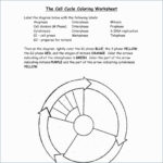 Cell Cycle Drawing Worksheet At Paintingvalley  Explore Inside The Cell Cycle Coloring Worksheet Questions Answers