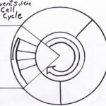 Cell Cycle Drawing Worksheet At Paintingvalley  Explore Pertaining To Cell Cycle Labeling Worksheet Answers