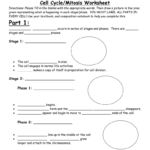 Cell Cyclemitosis Worksheet Along With Cell Cycle Practice Worksheet