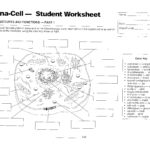 Cell Diagram Sheet  Wiring Diagram Blog Throughout Animal Cell Worksheet Answers