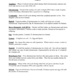 Cell Division Vocabulary Pertaining To Cell Cycle Vocabulary Worksheet Answer Key