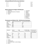 Cell Division Worksheet Answer Key Within Cell Division Worksheet Answers