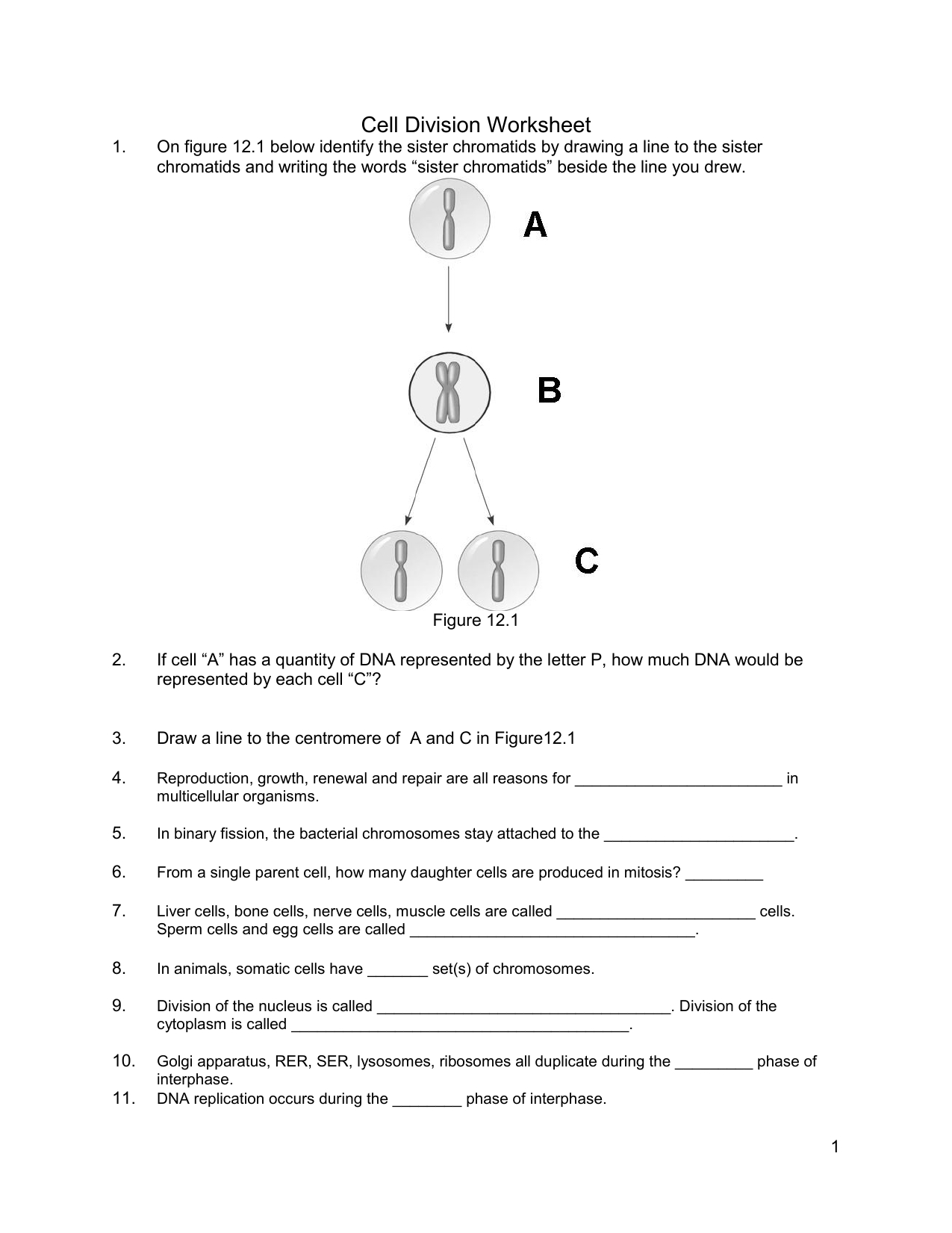 Cell Division Worksheet Pdf Within Cell Division Worksheet Answers
