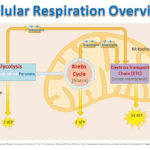 Cell Energy Cellular Respiration  Ppt Video Online Download Intended For Cellular Respiration Overview Worksheet Chapter 7 Answer Key