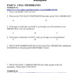 Cell Membrane  Cell Transport Passive And Active Webquest  Pdf For Transport Across Membranes Worksheet Answers