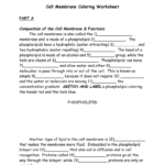 Cell Membrane Coloring Along With Cell Membrane Coloring Worksheet Answers