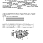 Cell Membrane Coloring  Application Of Biology  Assignment  Docsity And Cell Membrane Worksheet
